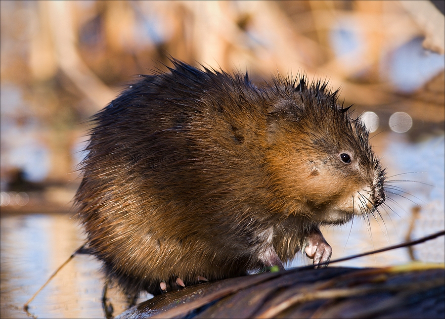 Call 317-875-3099 for Licensed and Insured Muskrat Control Near Indianapolis