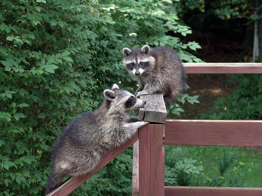 Call 615-337-9165 if You Have Raccoons in the Backyard in Nashville or Clarksville Tennessee