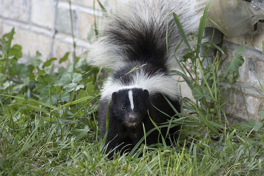 Call 317-875-3099 for Safe and Insured Skunk Control Service in Indianapolis Indiana