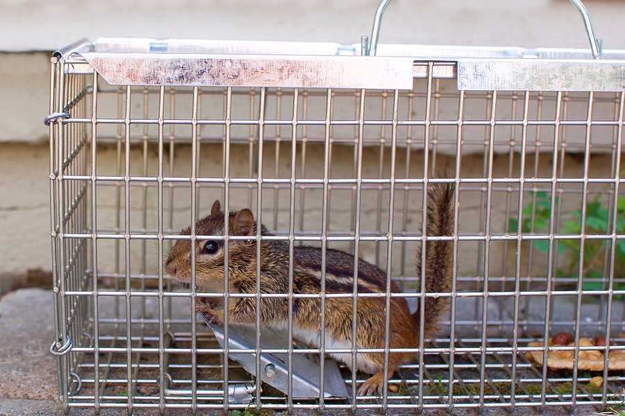 Call 317-875-3099 for Licensed and Insured Chipmunk Removal Service in Indianapolis