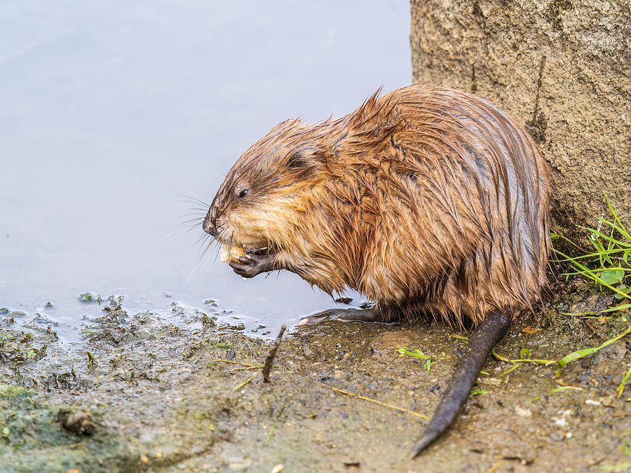 Call 317-875-3099 for Licensed and Insured Muskrat Removal in Service Nashville TN
