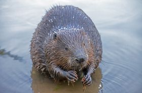 Beaver Removal and Control