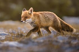 Fox Removal and Control