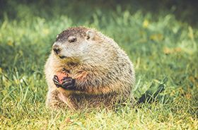 Groundhog Removal and Control