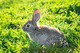 Rabbit Removal and Control