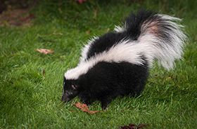 Skunk Removal and Control